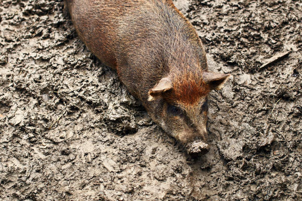 istock Fat pigs relaxing on the farm 696004786