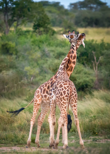istock Rothschild Giraffes Necking 696005258