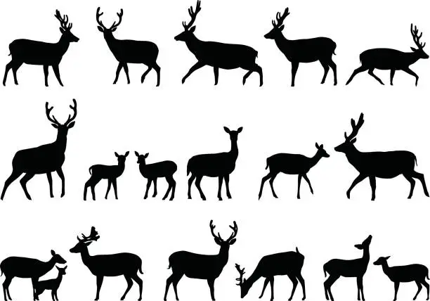 Vector illustration of Deers