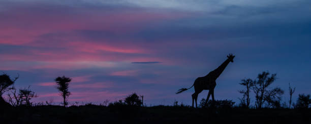 giraffa rothschild silhouette - rothschild foto e immagini stock