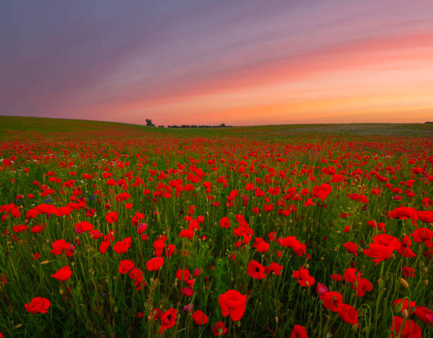 istock Multicolored sunset over a poppy meadow 696006612