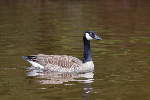 istock Swimming canada goose Branta canadensis 696006620