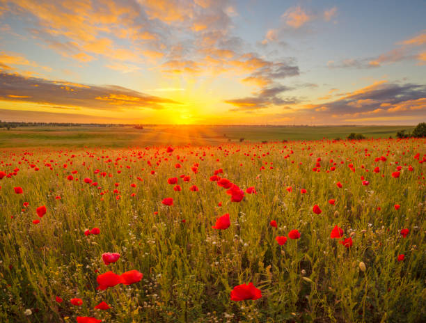 istock Multicolored sunset over a poppy meadow 696006696