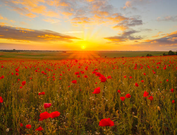 istock Multicolored sunset over a poppy meadow 696006698