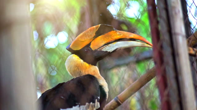 Great hornbill in cage.