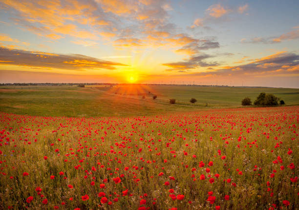 istock Multicolored sunset over a poppy meadow 696006902