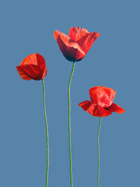 istock Red Poppy Flower Isolated on a blue Background 696006926
