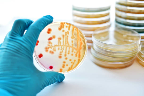 バクテリアの文化 - agar jelly medical sample bacterium microbiology ストックフォトと画像