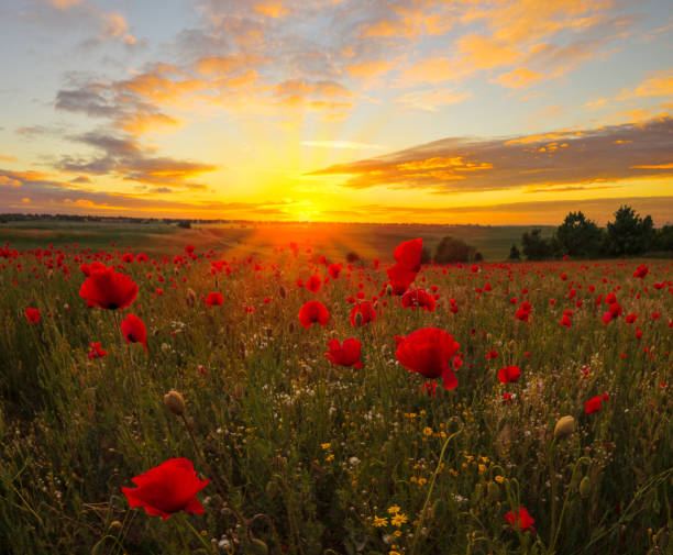 istock Multicolored sunset over a poppy meadow 696006982
