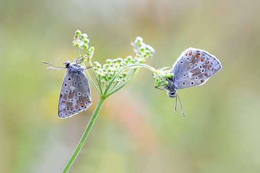 Couple of chalkhill blue (Polyommatus coridon) butterflies on the white plant.