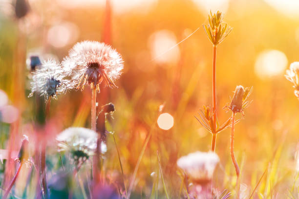 istock Dandelion on the meadow at sunlight background 696009930