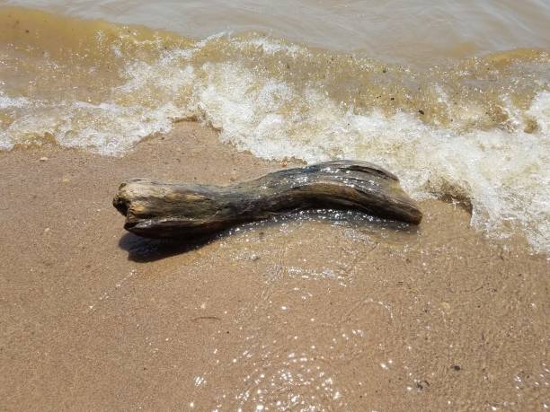 istock sand with waves and rocks and driftwood 696010010