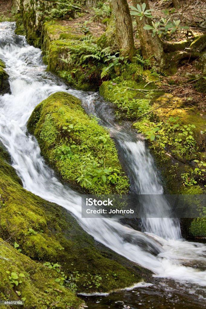 Fjällbäck i skogen, med täta bladverk i djupa skogen - Royaltyfri Blöt Bildbanksbilder Fjällbäck i skogen, med täta bladverk i djupa skogen - Royaltyfri Blöt Bildbanksbilder
