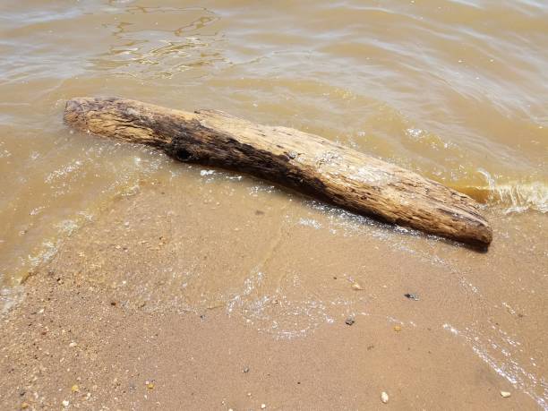istock sand with waves and rocks and driftwood 696012246