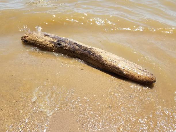 istock sand with waves and rocks and driftwood 696012266