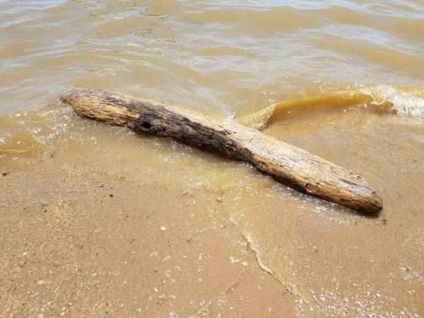 istock sand with waves and rocks and driftwood 696012280