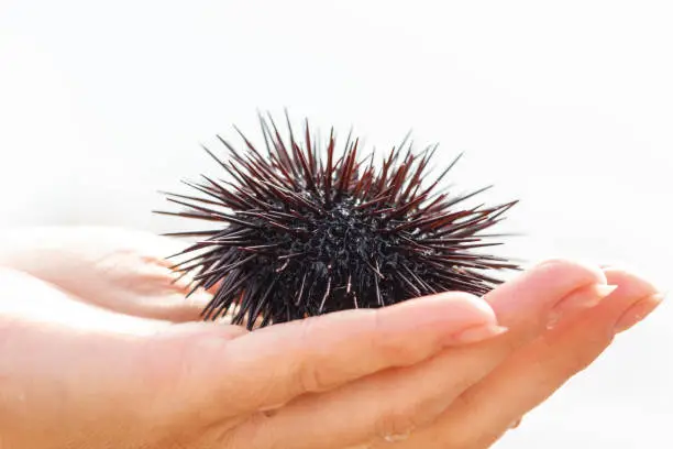Sea urchin, Black Echinoidea, on women's hand