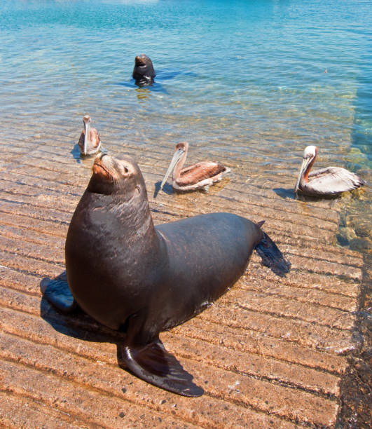 Sea Lions and Pelicans on the marina boat launch in Cabo San Lucas Mexico BCS Sea Lions and Pelicans on the marina boat launch in Cabo San Lucas Mexico BCS group of animals california sea lion fin fur stock pictures, royalty-free photos & images