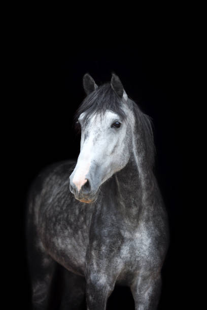istock Grey Arabian horse on black background. 696015626