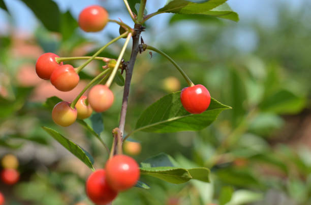 istock Sour Cherries Becoming Ripe 696018312
