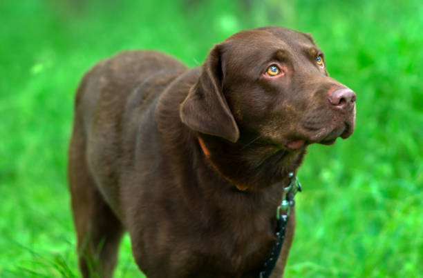 istock Beautiful Labrador in a green field 696019342