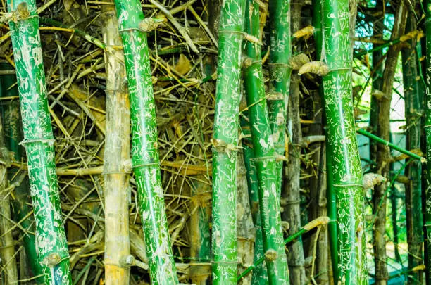 Photo of Bamboo Grafitti