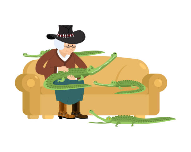 ilustrações de stock, clip art, desenhos animados e ícones de australian grandmother and crocodile. australia old woman and an alligator pet. grandma in hat on couch. crocodile farm. gammer breeds wild reptiles and predators - crocodile alligator australia animal teeth