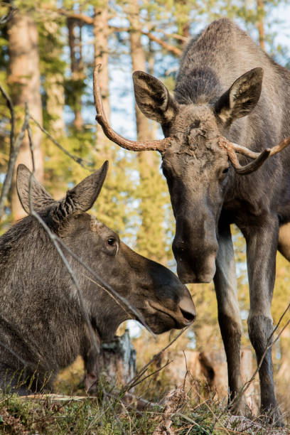 istock Moose or elk, Alces alces, cow lying down and bull standing, sniffing each other, vertical image 696028696