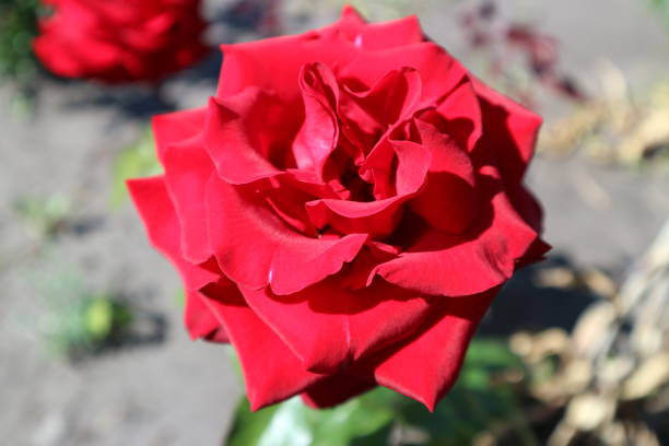 hybride rouge rose fleur sur une journée ensoleillée. - hybrid tea rose photos et images de collection