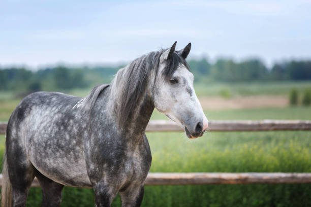 istock Arabian horse running free on an autumn background. 696032284