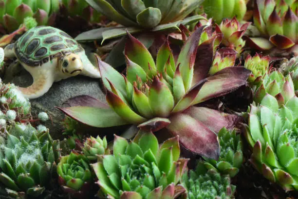 Echeveria or hen and chicks in container garden with tiny ornamental turtle in horizontal format