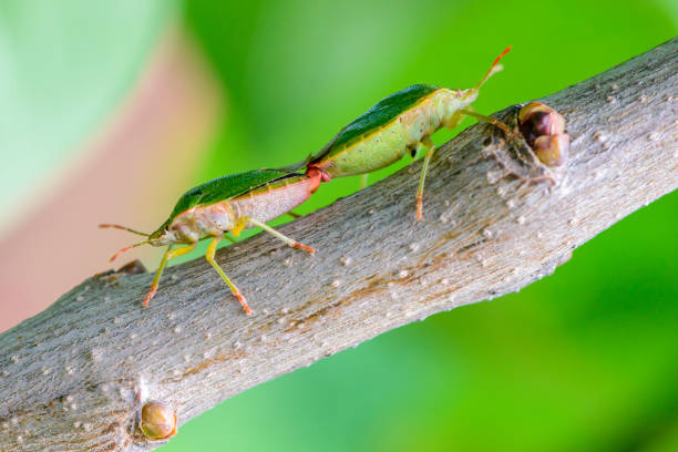 istock Two green bedbugs on a tree branch in early spring. 696035234
