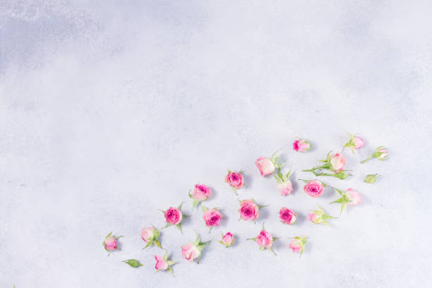 istock Pink and white rose flowers 696035736