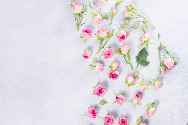 istock Pink and white rose flowers 696035754
