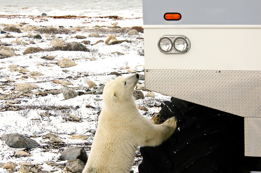 Polar bear looking at tundra buggy