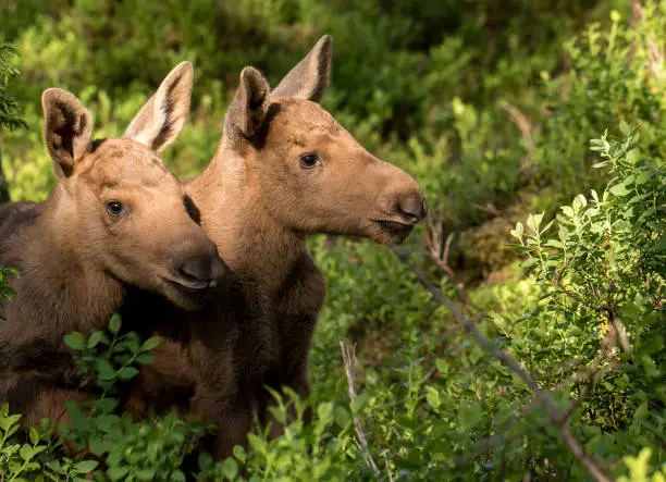 Photo of European elk Alces alces two twin calves in bilberry bushes