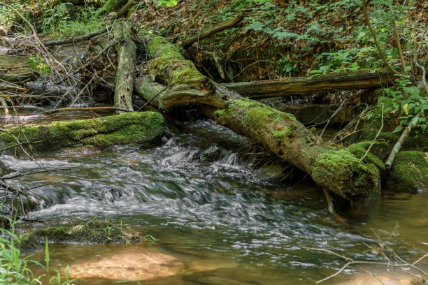 scena pacifica - acqua che scorre sotto vecchi tronchi coperti di muschio - 6639 foto e immagini stock