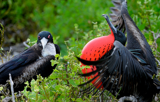 The magnificent male frigate bird inflates his bright red gular pouch in hopes to attract the female.