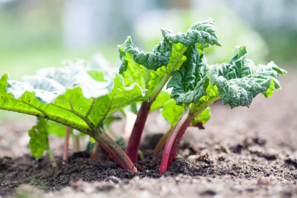 Rhubarb Growing rhubarb in home garden rhubarb photos stock pictures, royalty-free photos & images