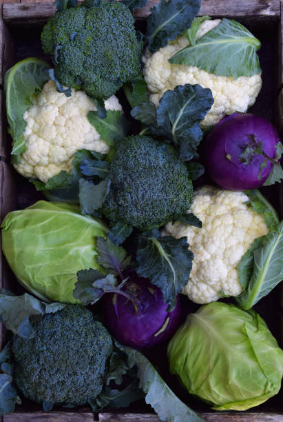 istock Composition from different varieties of cabbage on wooden background. Cauliflower, kohlrabi, broccoli, white head cabbage. Organic fresh vegetables. 696049298