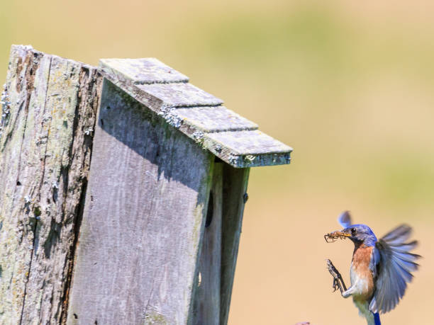 istock Eastern Bluebird bringing insects and berries to its brood. 696049774