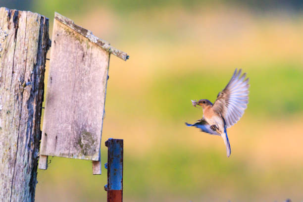istock Eastern Bluebird bringing insects and berries to its brood. 696049806