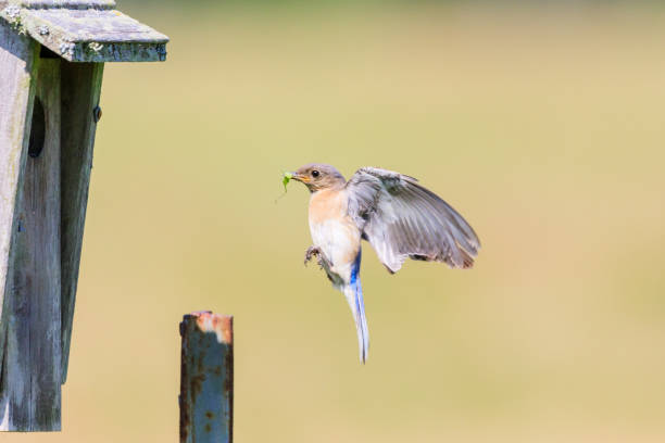 istock Eastern Bluebird bringing insects and berries to its brood. 696049820