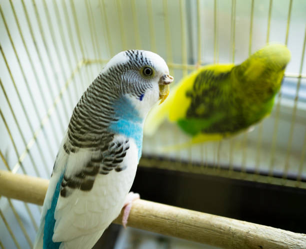 istock Blue and white parrot in golden cage 696049930