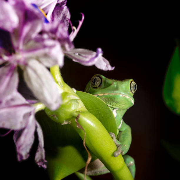 istock monkey frog phyllomedusa sauvagii 696052524