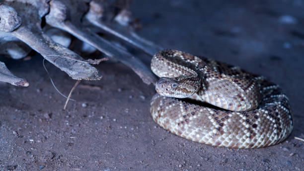 istock Rattlesnake, Crotalus Durissus Terrificu 696056112