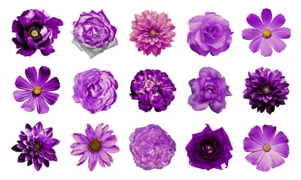 Photo of Mix collage of natural and surreal violet flowers 15 in 1: dahlias, primulas, perennial aster, daisy flower, roses, peony isolated on white