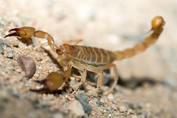 istock scorpion of the closes 696063592