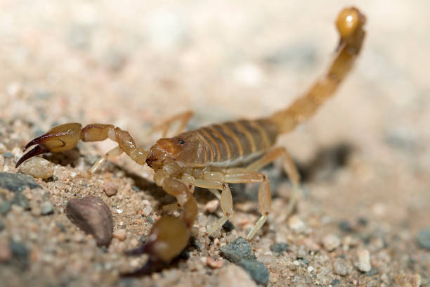 istock scorpion of the closes 696063874
