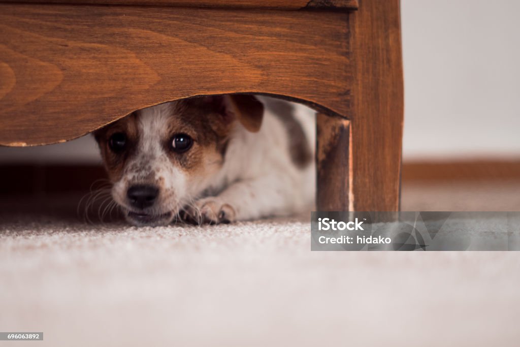 Little puppy is hiding under cupboard Little puppy is hiding under a cupboard Dog Stock Photo